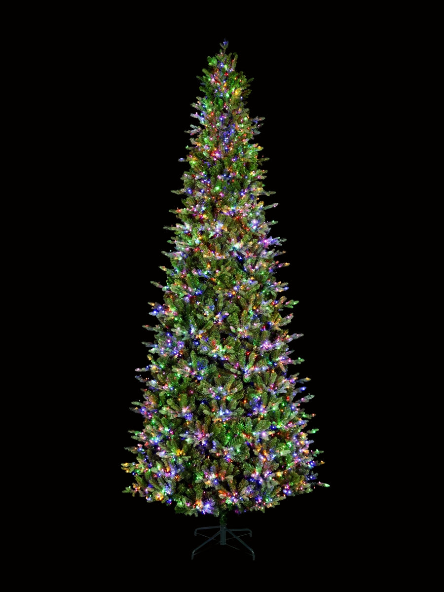 Alberta Slim Spruce 12'